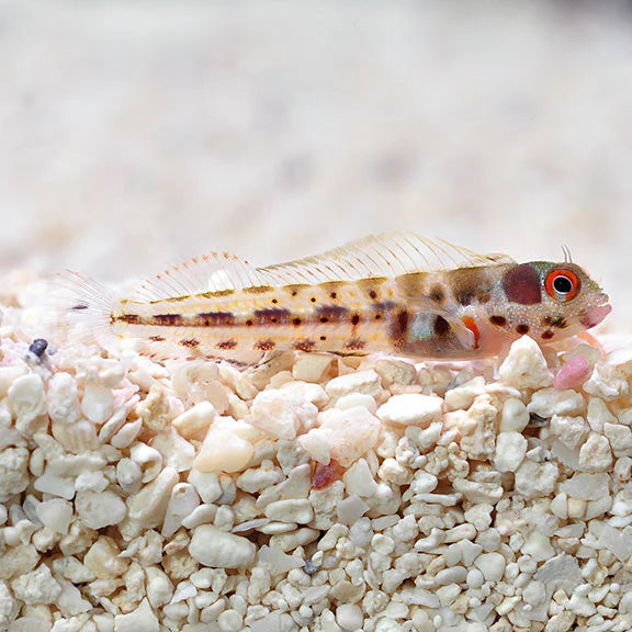 بناميك بارنكل بليني (Panamic Barnacle Blenny)