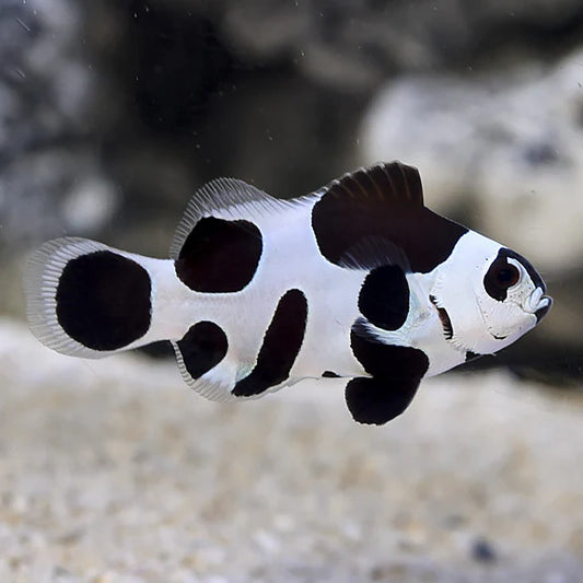 Black Storm Clownfish - Captive-Bred