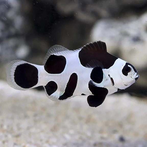 Black Storm Clownfish - Captive-Bred