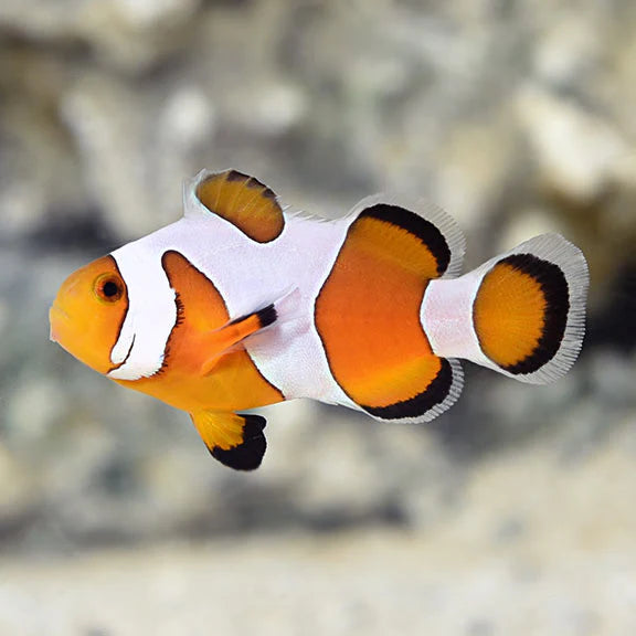 Davinci Clownfish - Captive-Bred
