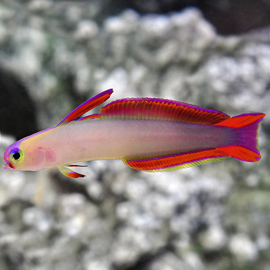 Colorful fish with a blurred natural background
