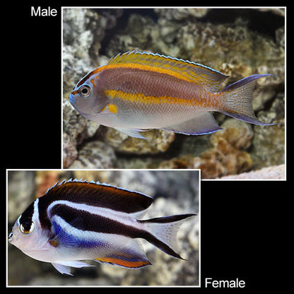 Two fish, one labeled 'Male' and one labeled 'Female', on a coral reef background.