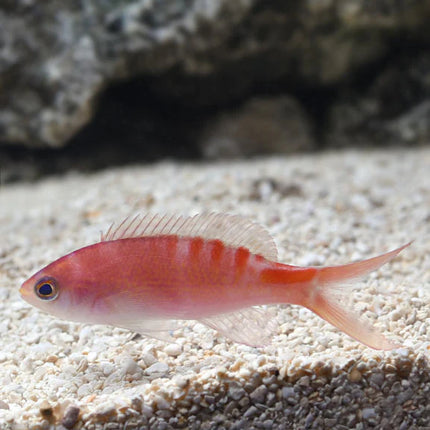 Lori's Anthias