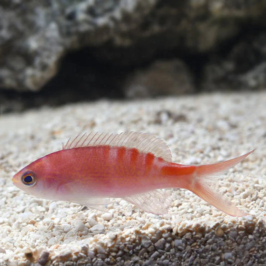 Lori's Anthias