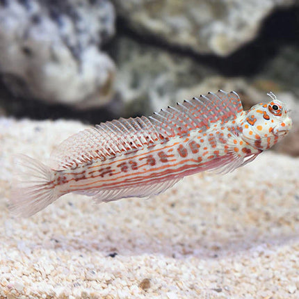 أورنج سبوتد بليني (Orange Spotted Blenny)