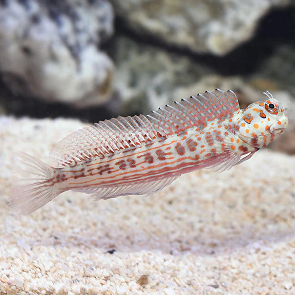 أورنج سبوتد بليني (Orange Spotted Blenny)