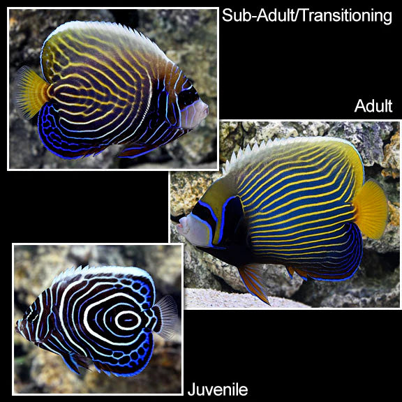 Emperor Angelfish - Adult