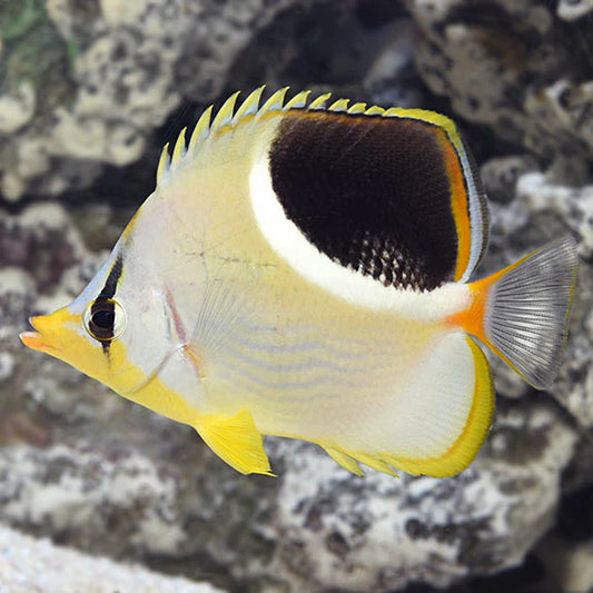 Butterfly fish with black and yellow pattern on a rocky background