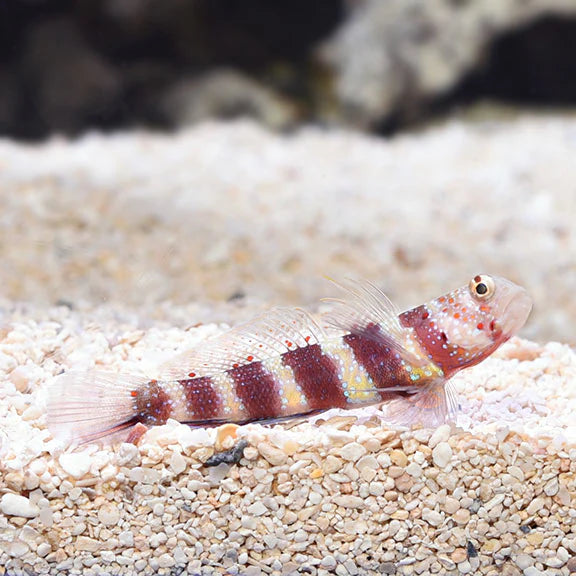 Wheeler's Shrimp Goby