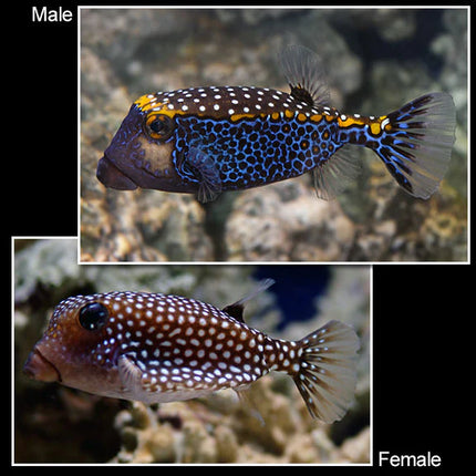بوكس فيش (Boxfish)