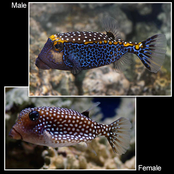 Whitespotted Boxfish