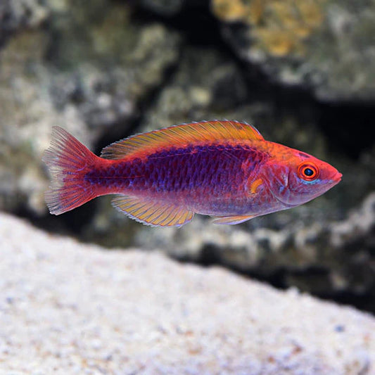 Multicolor Lubbock's Fairy Wrasse