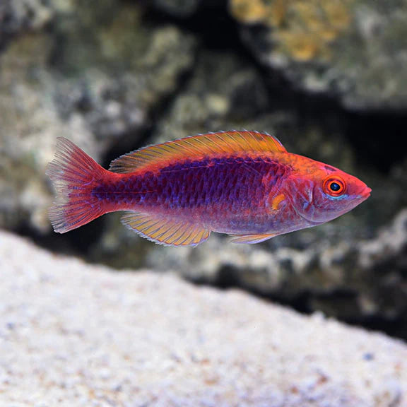 Multicolor Lubbock's Fairy Wrasse