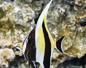 Collection image for: Miscellaneous Fish