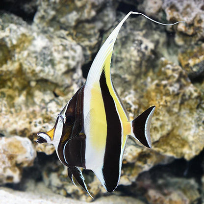 Angelfish swimming in an aquarium with rocky background