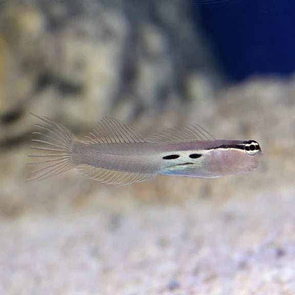 تو سبوت بيمكيولاتس بليني (Two Spot Bimaculatus Blenny)