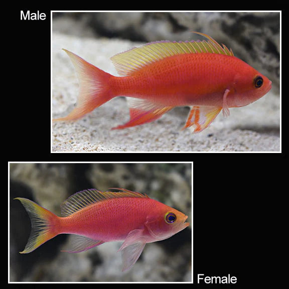 Resplendent Anthias