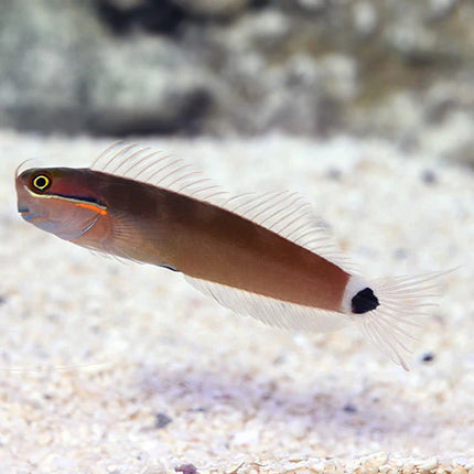 تيل سبوت بليني (Tail Spot Blenny)