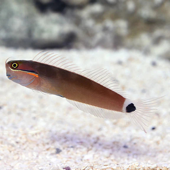 تيل سبوت بليني (Tail Spot Blenny)