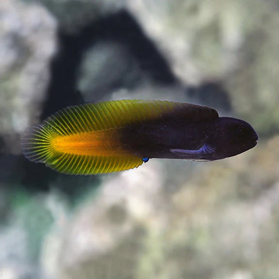 يلو تيل بلاك بليني (Yellowtail Black Blenny)