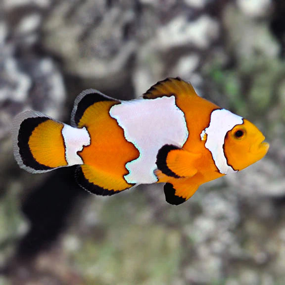 Snowflake Ocellaris Clownfish - Captive-Bred