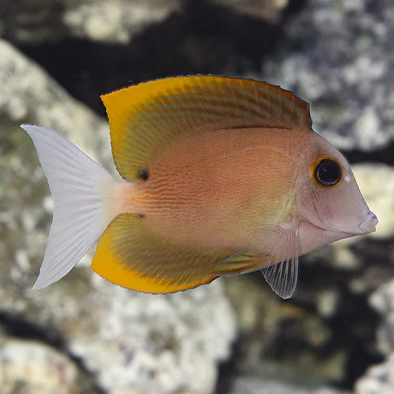 Fish with yellow and pink colors on a blurred natural background
