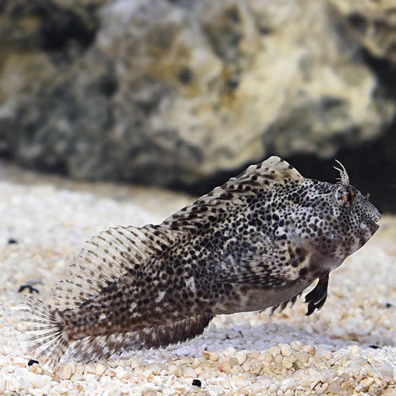بيني مولي ميلر (Molly Miller Blenny)
