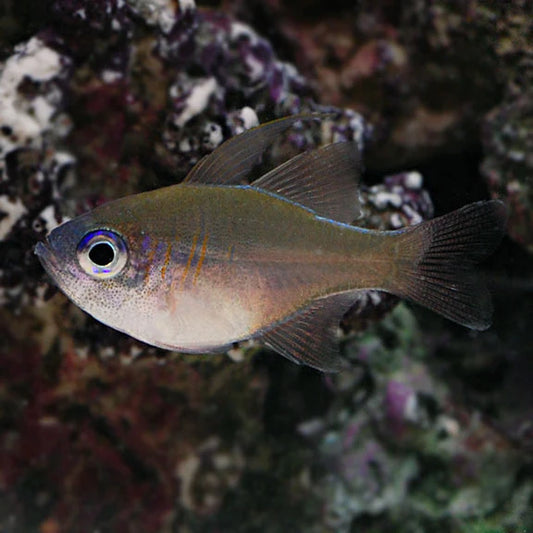 Longspine Cardinalfish