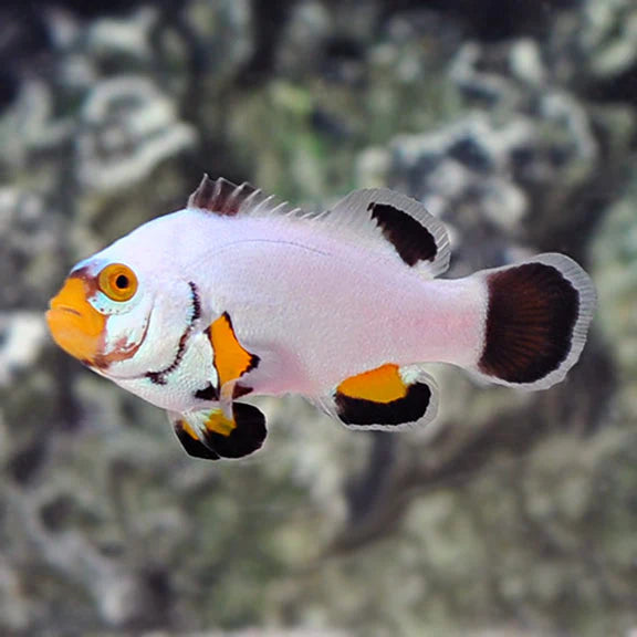 Platinum Clownfish - Captive-Bred