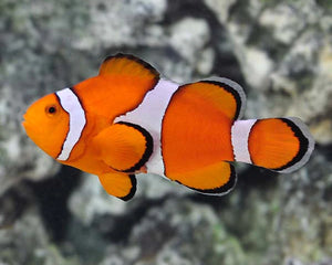 Collection image for: أسماك بحرية للمبتدئين