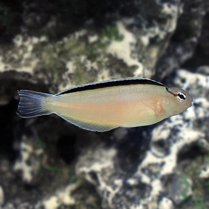 سميث بليني (Smith's Blenny)