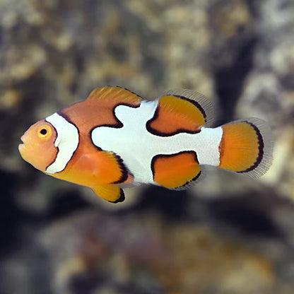 Clownfish with orange and white pattern on a blurred natural background