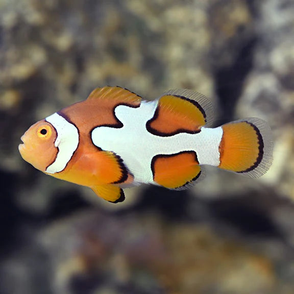 Picasso Percula Clownfish - Captive-Bred