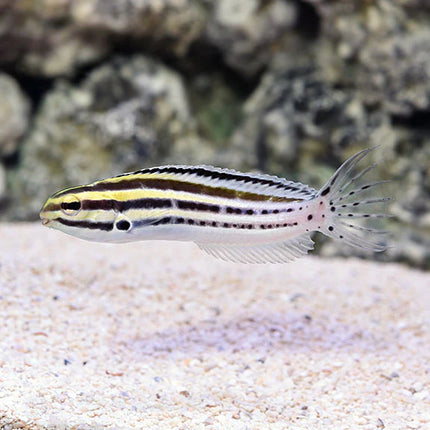 سترايبد بليني (Striped Blenny)