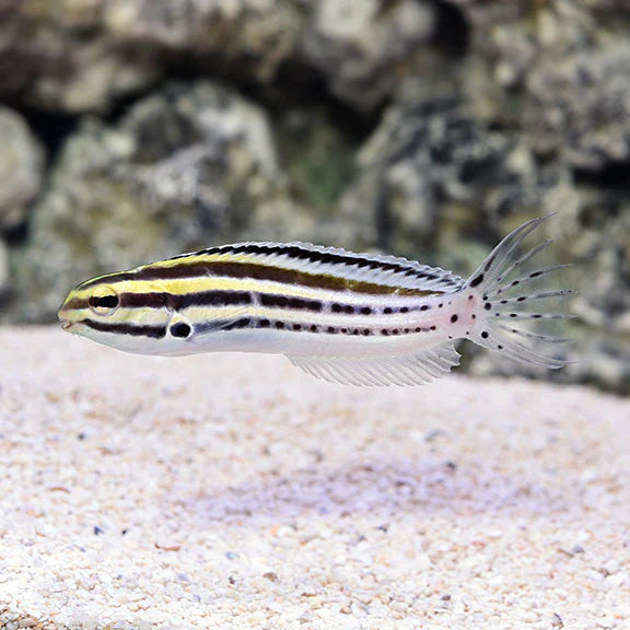 سترايبد بليني (Striped Blenny)