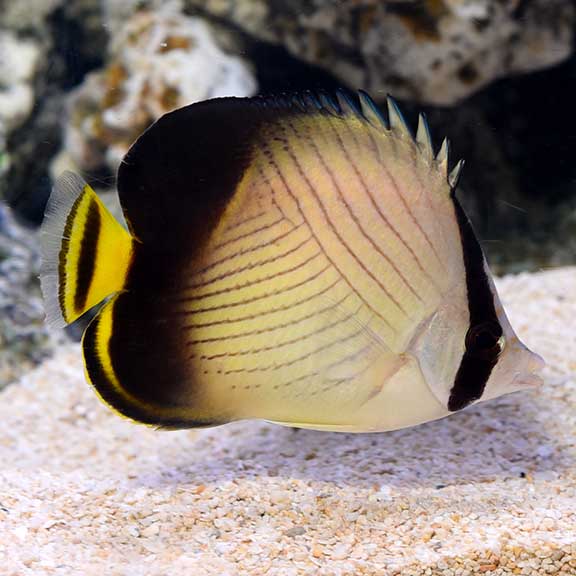 Butterfly fish with black, yellow, and white colors on a sandy and rocky underwater background.
