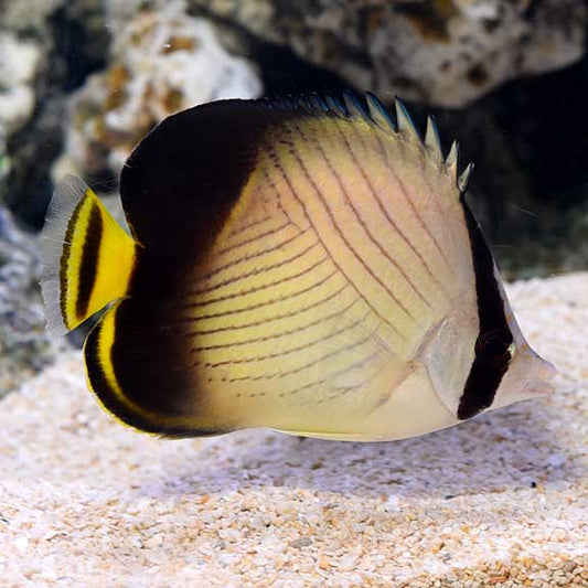 Butterfly fish with black, yellow, and white colors on a sandy and rocky underwater background.