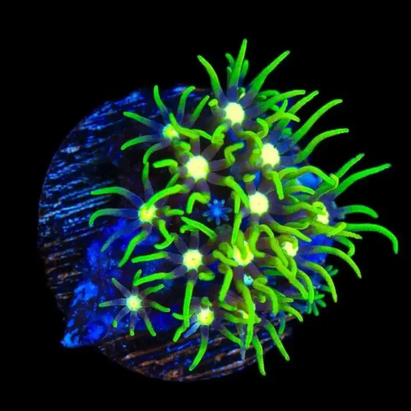 Metallic Green Star Polyp Coral (GSP)