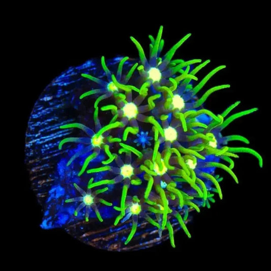 Metallic Green Star Polyp Coral (GSP)