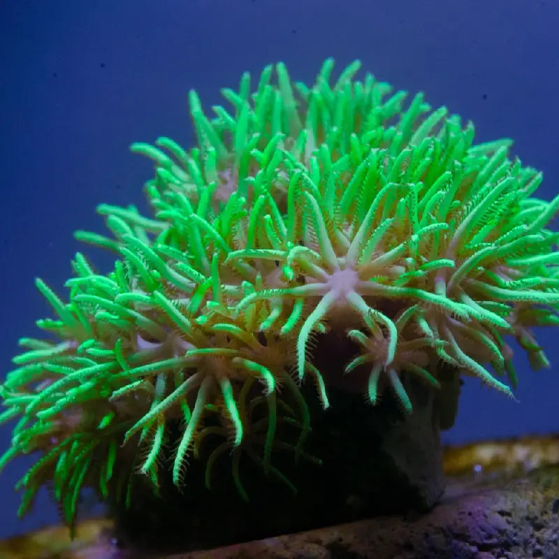 Metallic Green Star Polyp Coral (GSP)