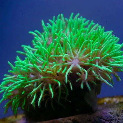 Metallic Green Star Polyp Coral (GSP)