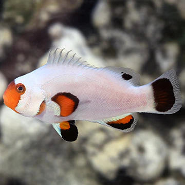 Wyoming White Clownfish - Captive-Bred