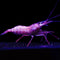 Inverts