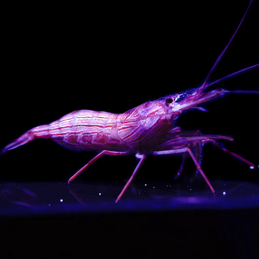 Peppermint Shrimp