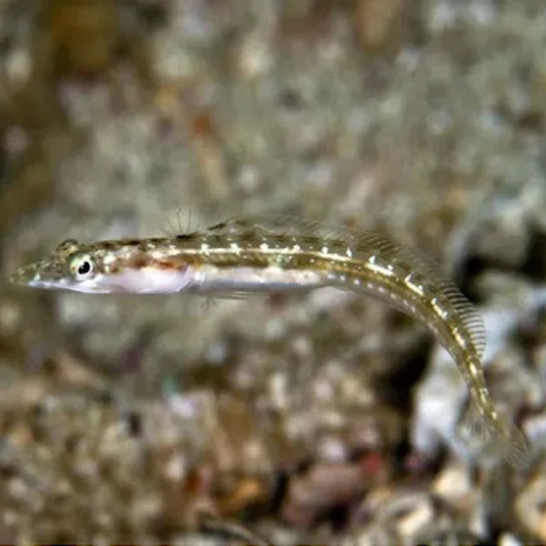 أورنجثروت بايك بليني (Orangethroat Pikeblenny)