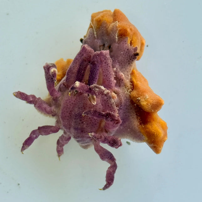 Decorator Crab