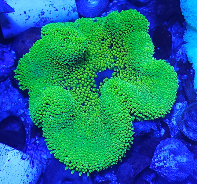 Metallic Green Haddon's Carpet Anemone