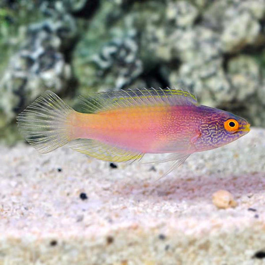 Golden Rhomboidalis Wrasse
