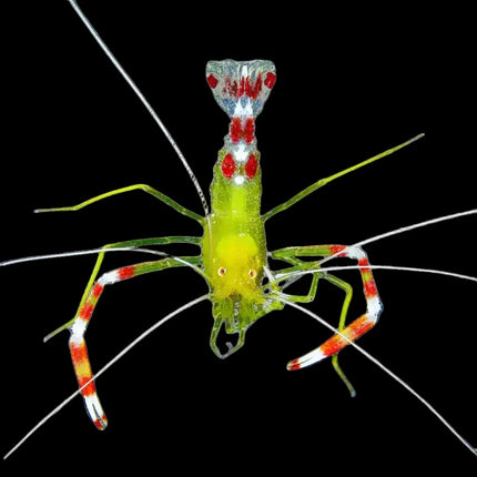 Gold Banded Coral Shrimp