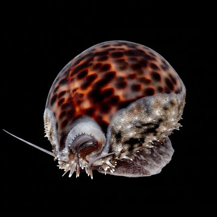 Tiger Cowrie